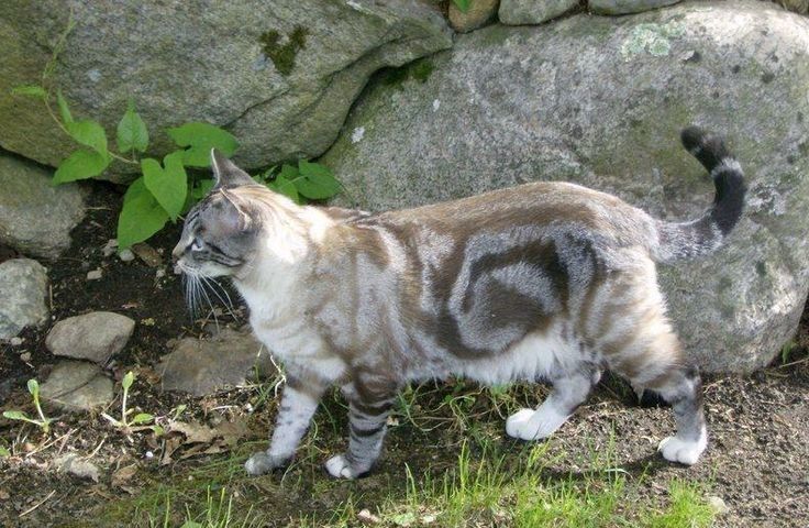 a cat that is standing in the grass