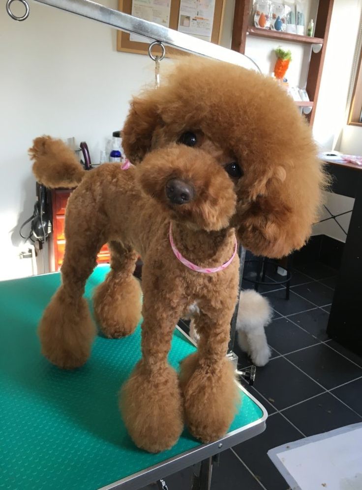 a brown poodle standing on top of a table