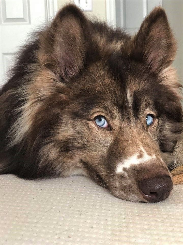 a brown and white dog laying on top of a bed