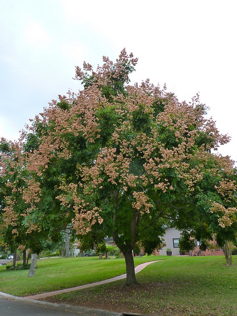 a large tree in the middle of a park