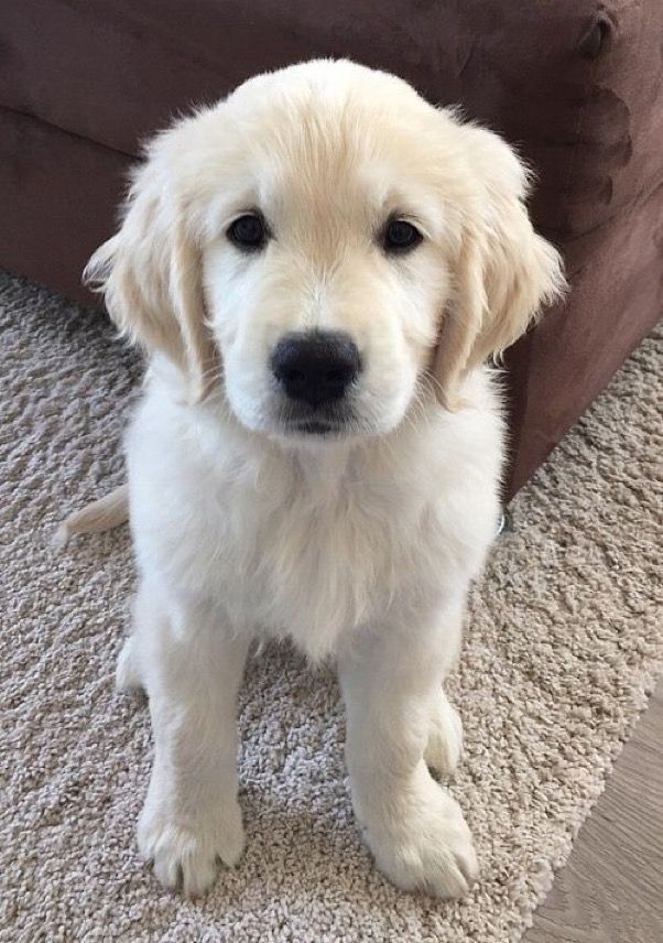 a small white dog sitting on top of a carpeted floor next to a couch