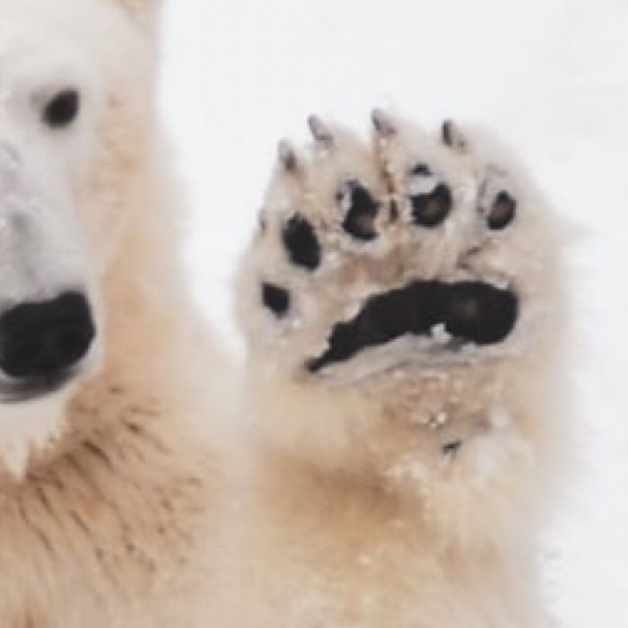 a polar bear with its paws up in the air and it's paw out