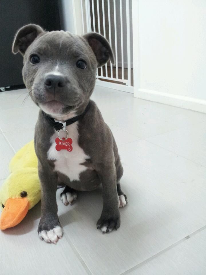 a gray and white pitbull puppy sitting next to a duck toy on the floor