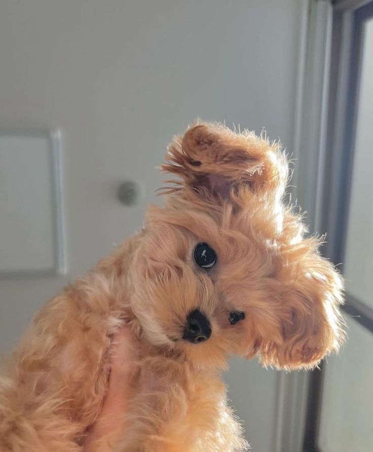 a small brown dog sitting on top of a wooden table next to a door and window