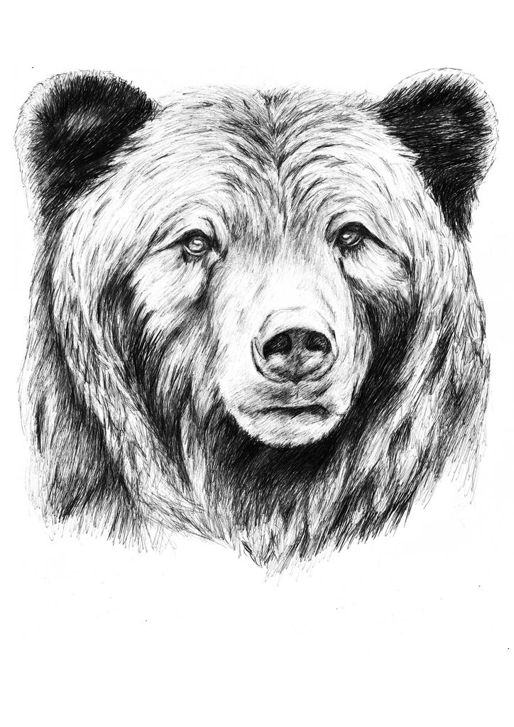 a black and white drawing of a bear's face