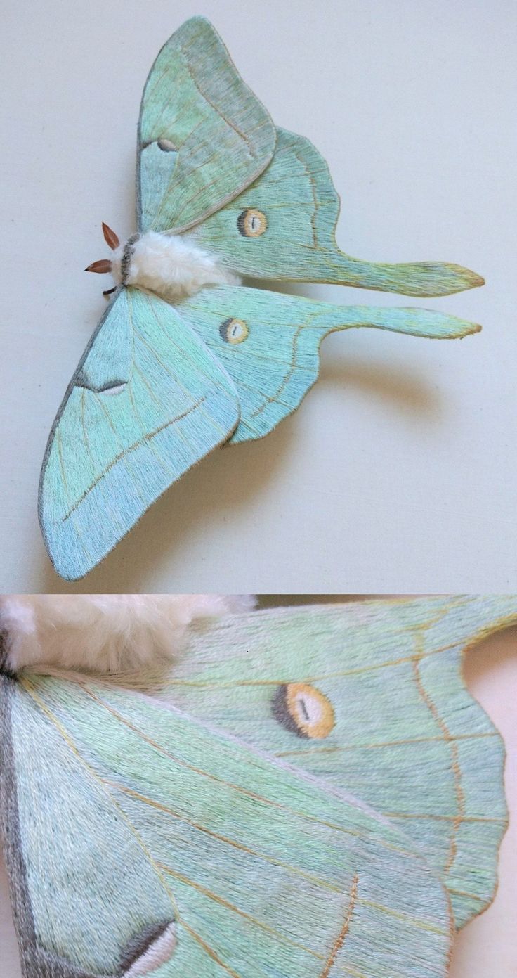 two pictures of the underside and side of a blue moth with white markings on it's wings