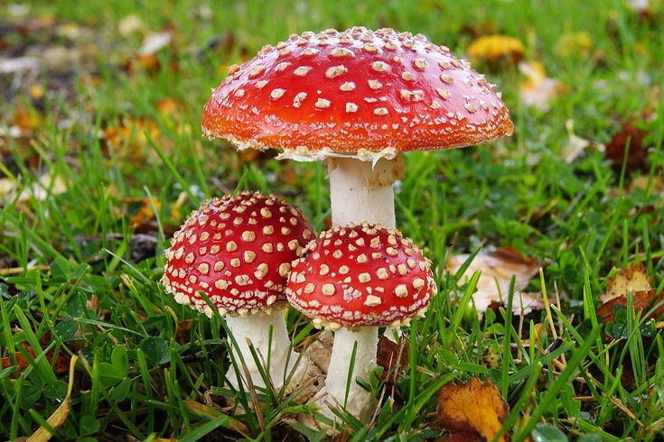 two red mushrooms sitting on top of green grass