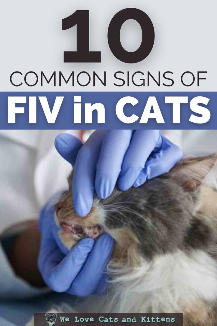 a person in blue gloves is petting a cat's ear with the caption 10 common signs of fiv in cats