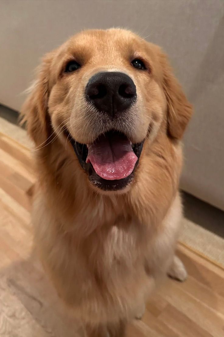 a close up of a dog on the floor with its mouth open and tongue out