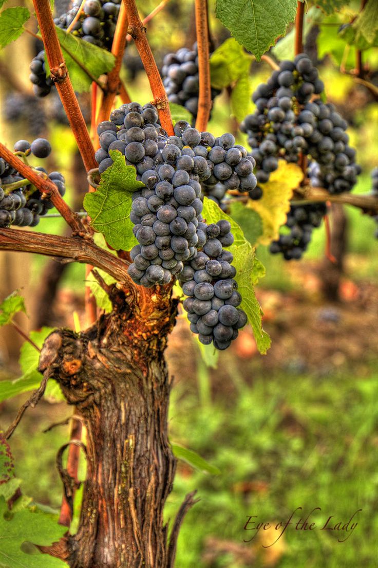 the grapes are still on the vine ready to be picked in the fall or winter