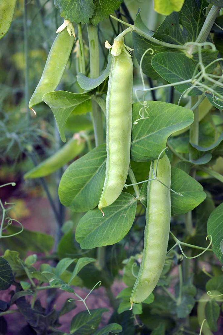 peas growing on the vine in a garden