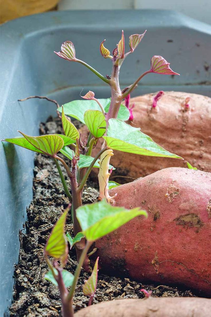 two sweet potatoes growing in dirt next to each other