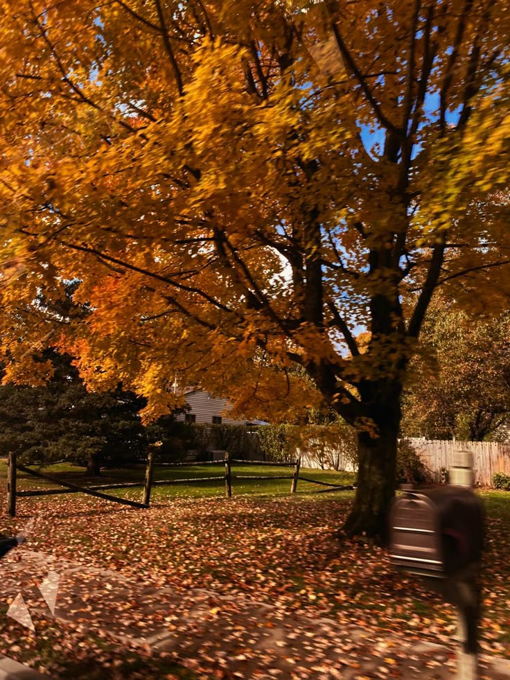 a park bench sitting under a tree filled with leaves