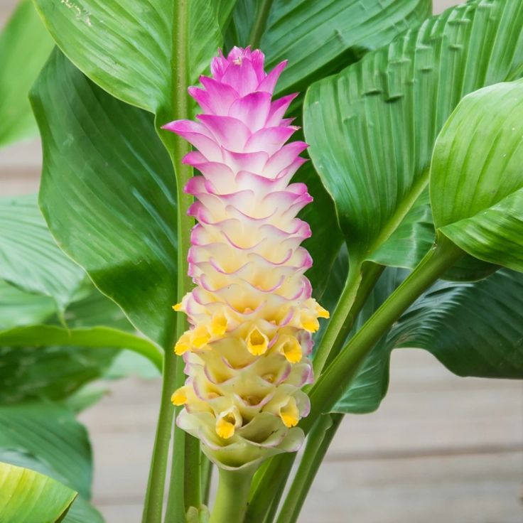  Ginger  Bicolor Wonder in 2022 Ginger  plant  flower  