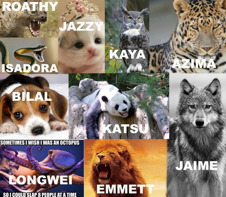 an image of different animals with names in each one's language and pictures on them