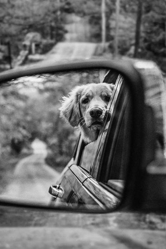 a dog is looking out the window of a car in front of it's rear view mirror