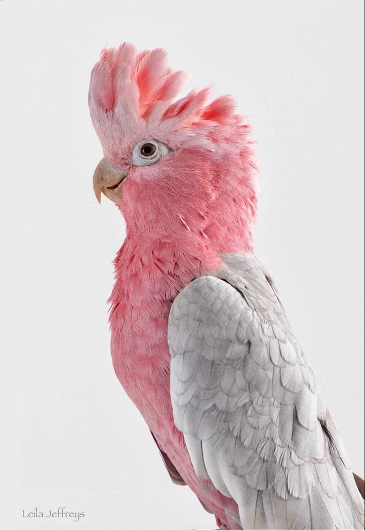 a pink and white bird with feathers on it's head