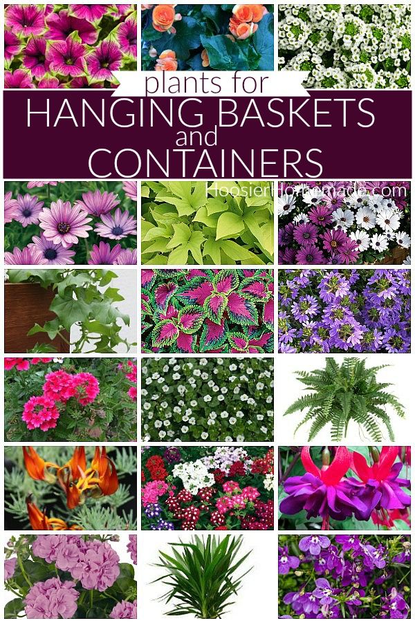 Flowers That Hang Down, Planting In Containers Outdoor, Porch Ferns Hanging Baskets, Hanging Outdoor Plants Patio, Hanging Potted Plants Outdoors, Begonia Hanging Basket Ideas, Petunia Hanging Basket Diy, Lobelia Hanging Basket, Large Scale Landscaping