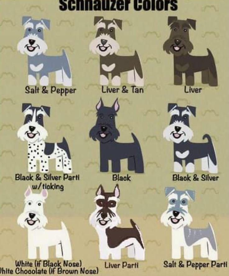 the schnauzer colors are shown in different styles and sizes, including blue, black, gray, white