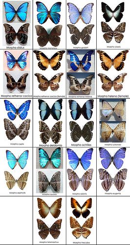 many different types of butterflies in various colors and sizes, including blue, brown, black,