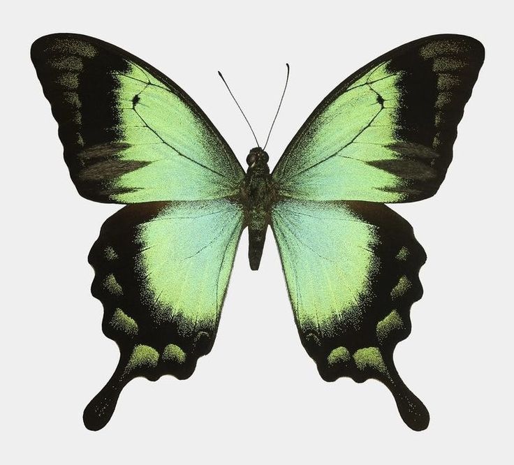 a green and black butterfly on a white background