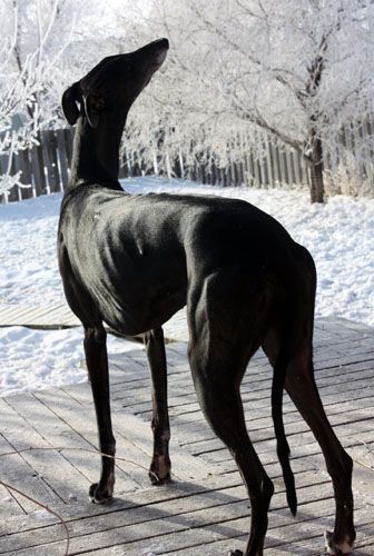 a large black dog standing on top of a snow covered ground