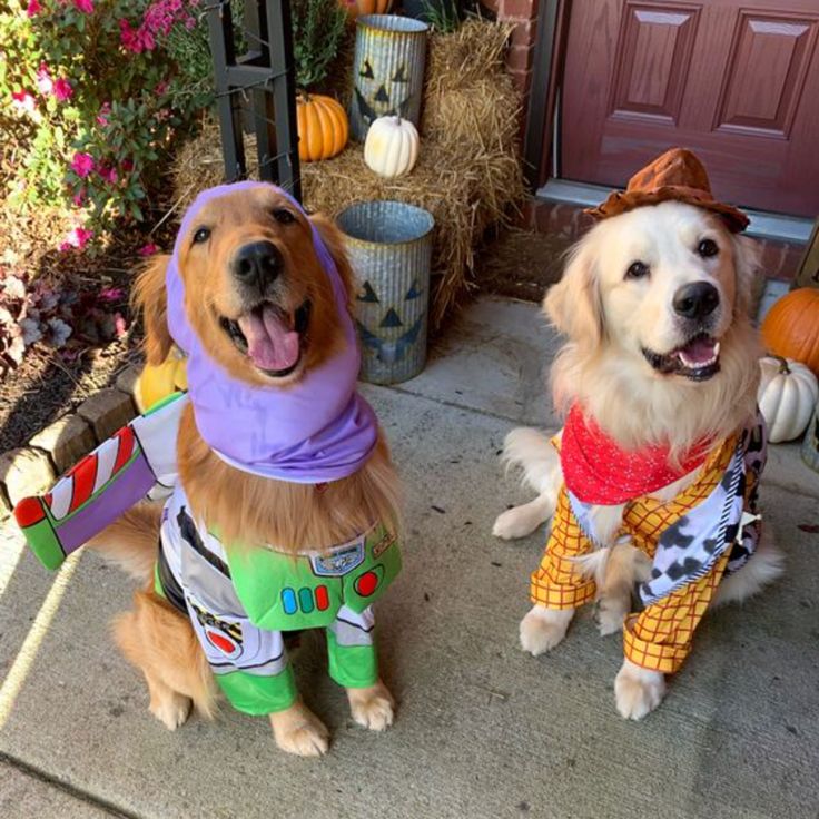 two dogs dressed up for halloween sitting on the front porch