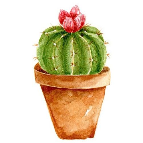 a watercolor painting of a cactus in a pot with red flowers on it's head