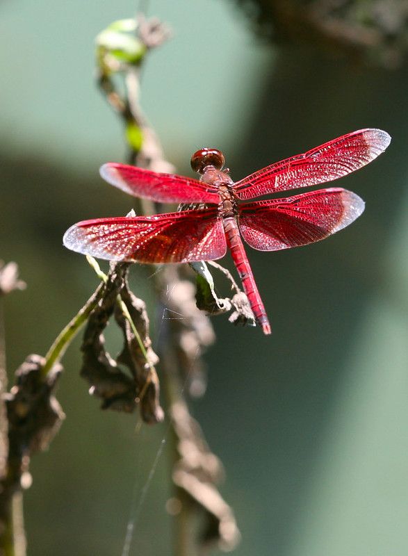 a red dragonfly sitting on top of a plant