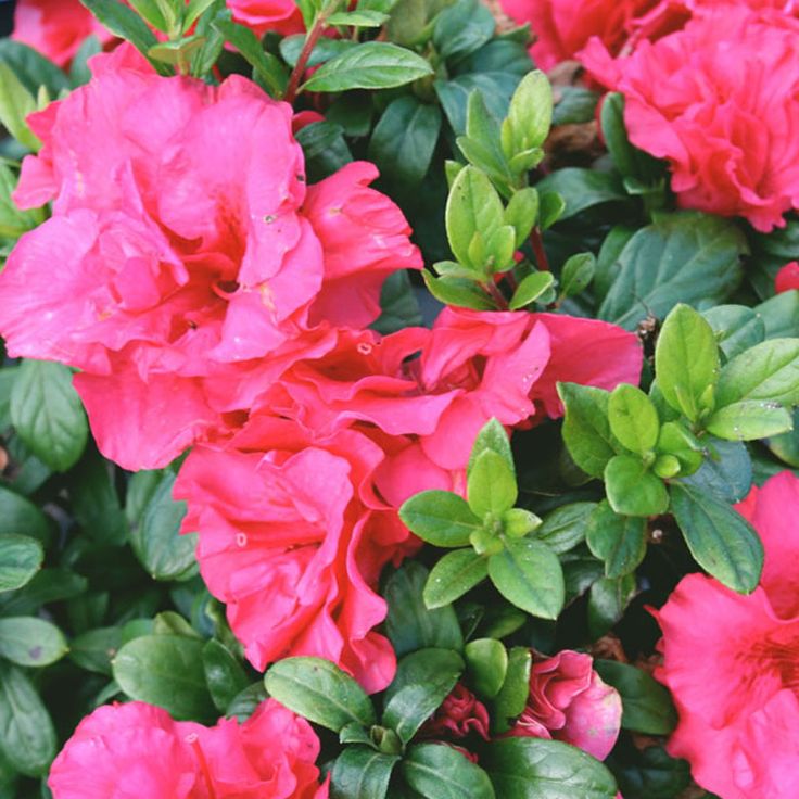 pink flowers are blooming in the garden