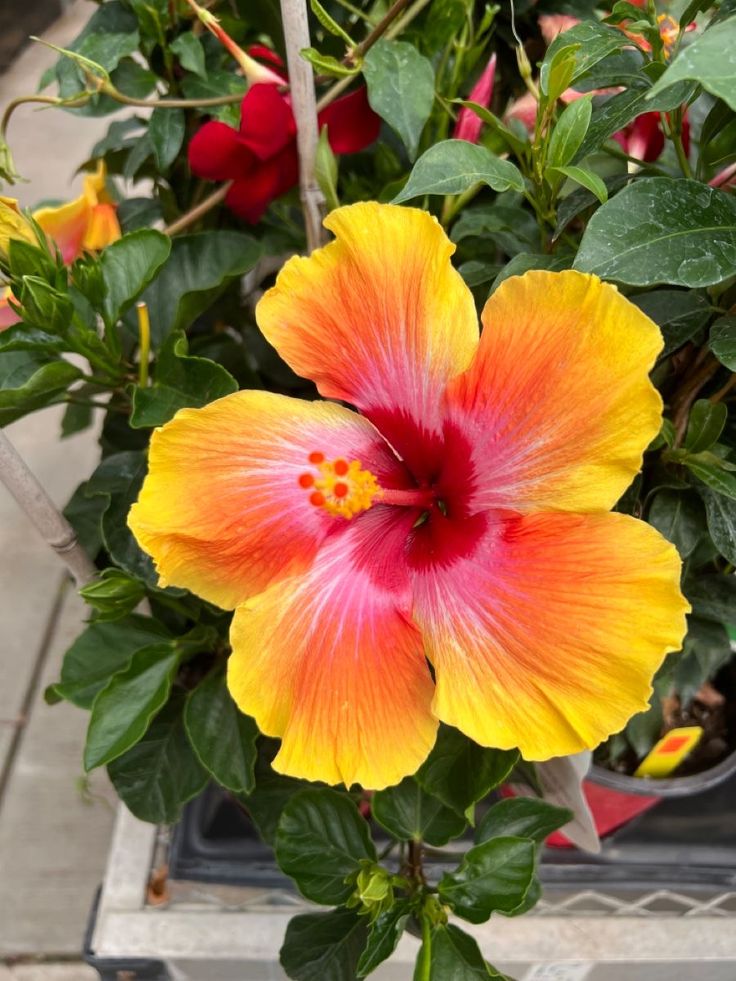 an orange and red flower in a pot on the ground next to some plants with green leaves