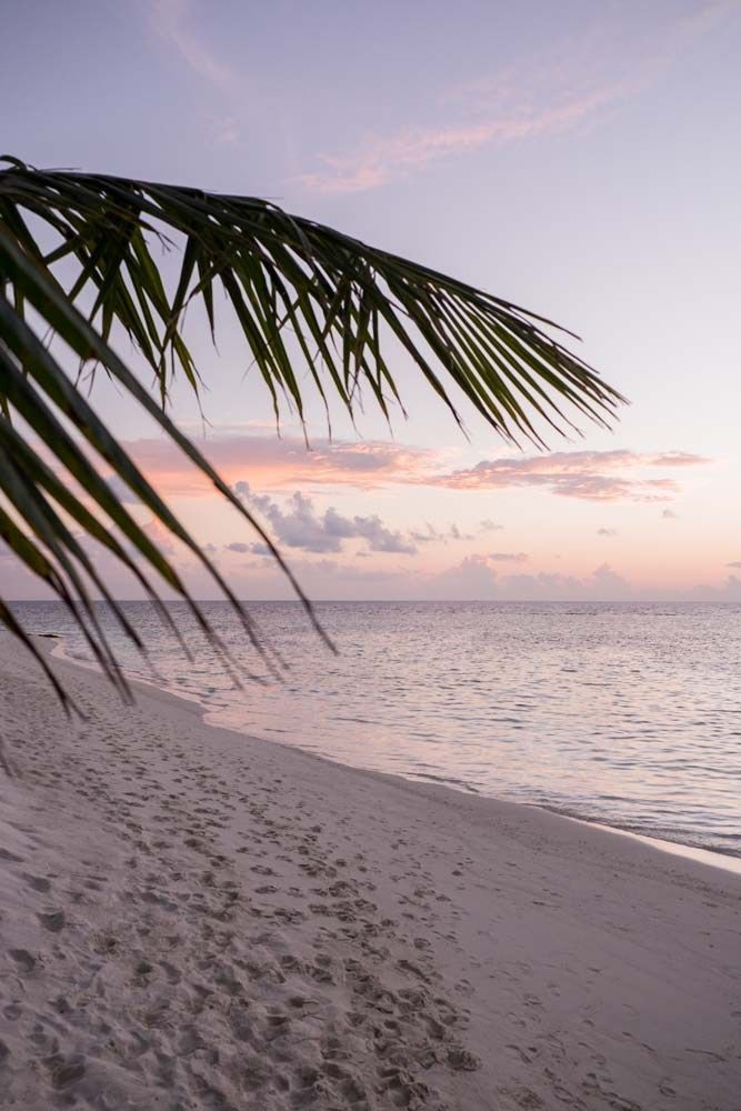 a palm tree branch on the beach at sunset