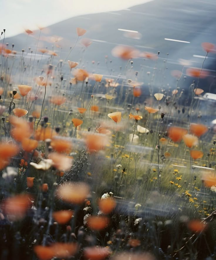 an image of some flowers in the grass