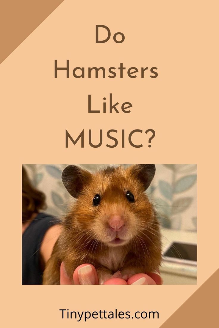 a hamster with the words do hamsters like music?