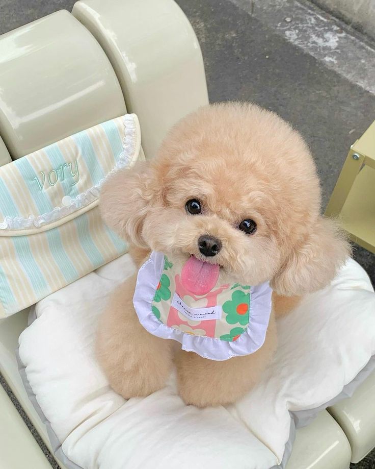 a small brown dog sitting on top of a white chair