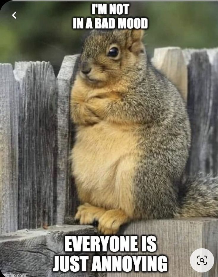 a squirrel that is sitting on top of a wooden fence with the caption, i'm not in a bad mood everyone is just annoying