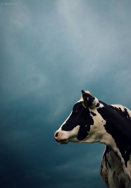 a black and white cow standing on top of a lush green field under a cloudy sky