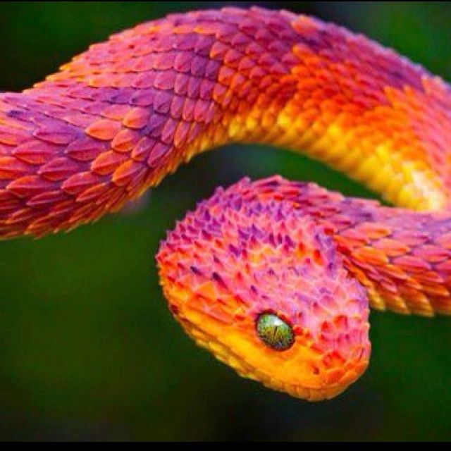 an orange and pink snake with its tongue out