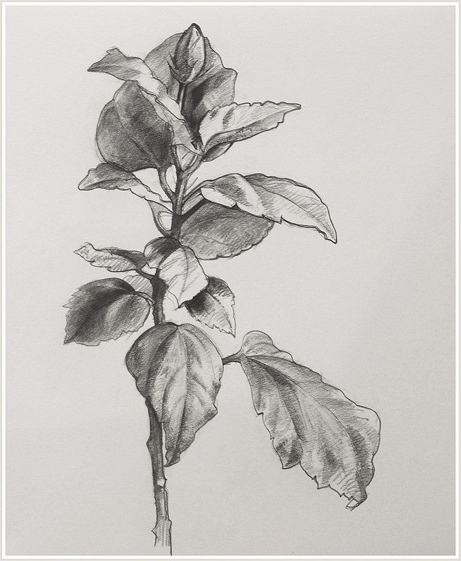 Foliage Sketch Pencil, Realistic Leaves Drawing, Nature Plants Drawing, Foliage Drawing Leaves, Big Leaf Drawing, Realistic Plant Drawing, Leaves Drawing Pencil, Leaves Sketch Pencil, Nature Study Drawing Sketch