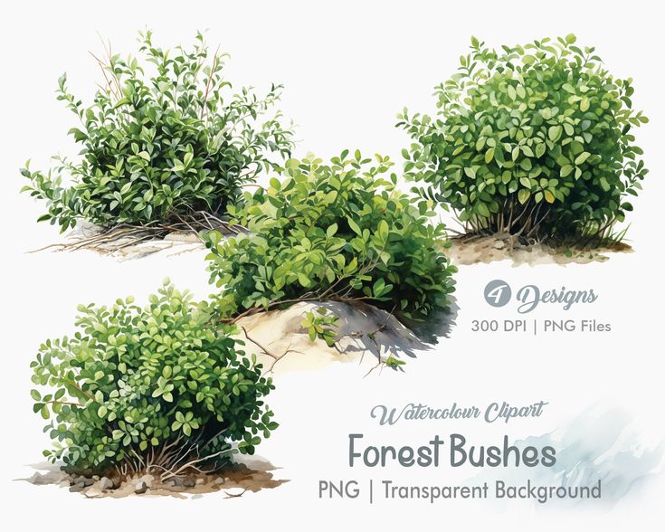 four different types of bushes on the ground