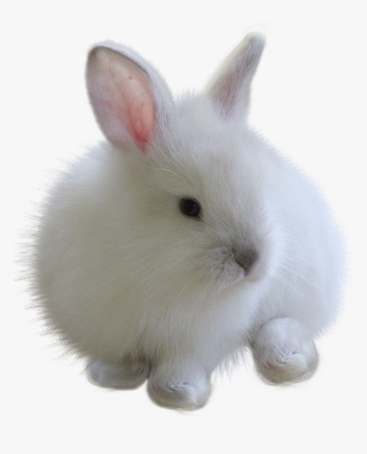 a small white rabbit sitting up against a white background