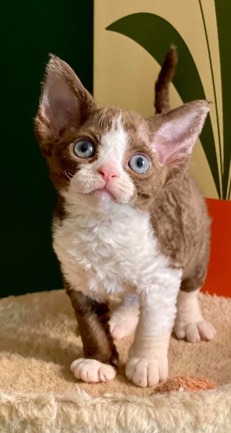 a small kitten with blue eyes standing on a rug