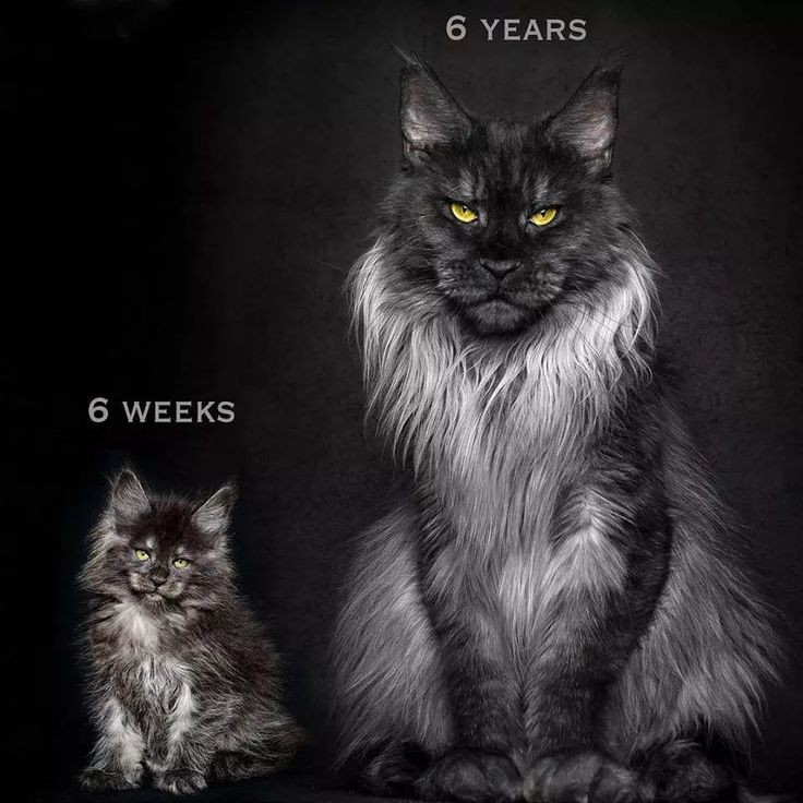 a black and white cat sitting next to a kitten with the same color as it's eyes