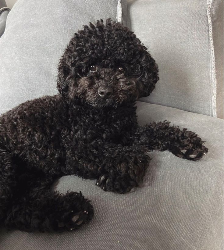 a small black dog laying on top of a couch