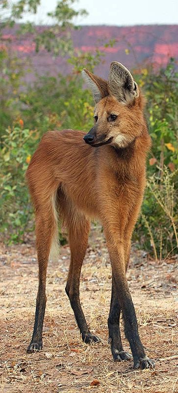 a small brown dog standing on top of a dry grass covered field next to flowers