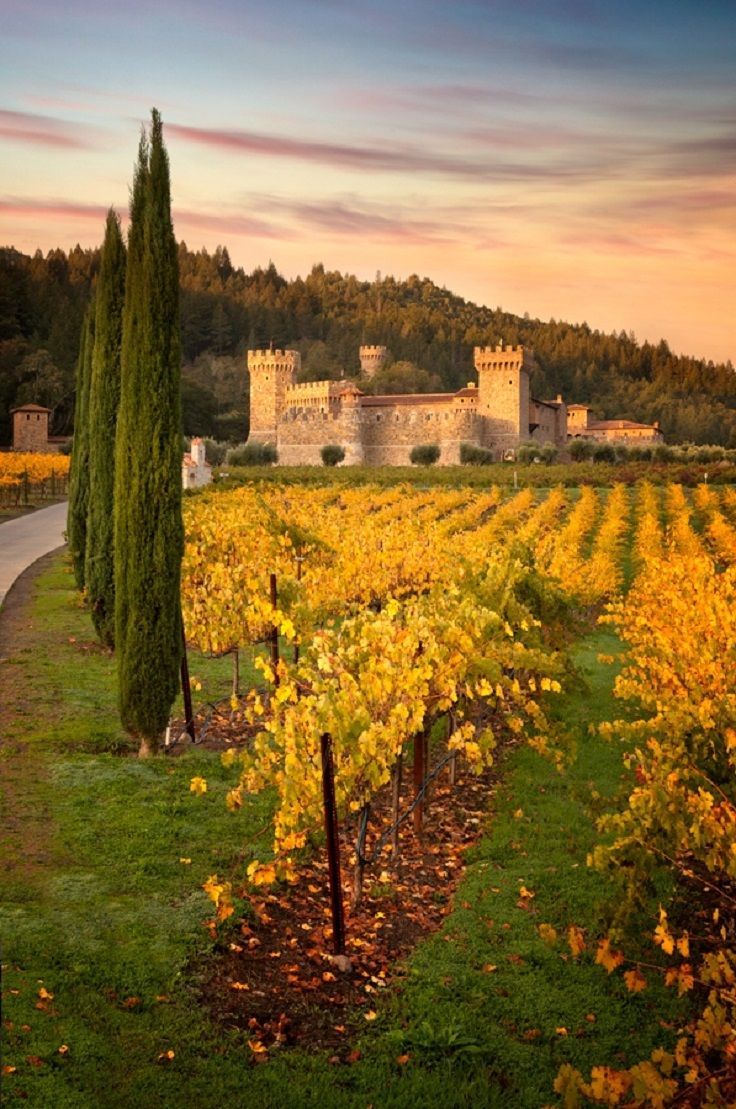 an image of a vineyard with trees in the foreground and a castle in the background