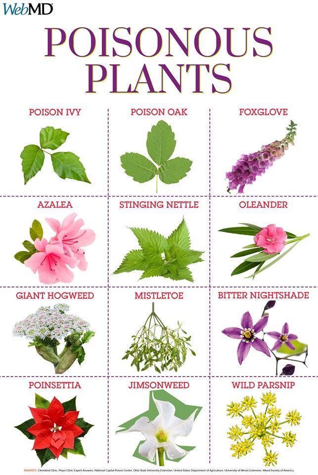 a poster with different types of flowers on it