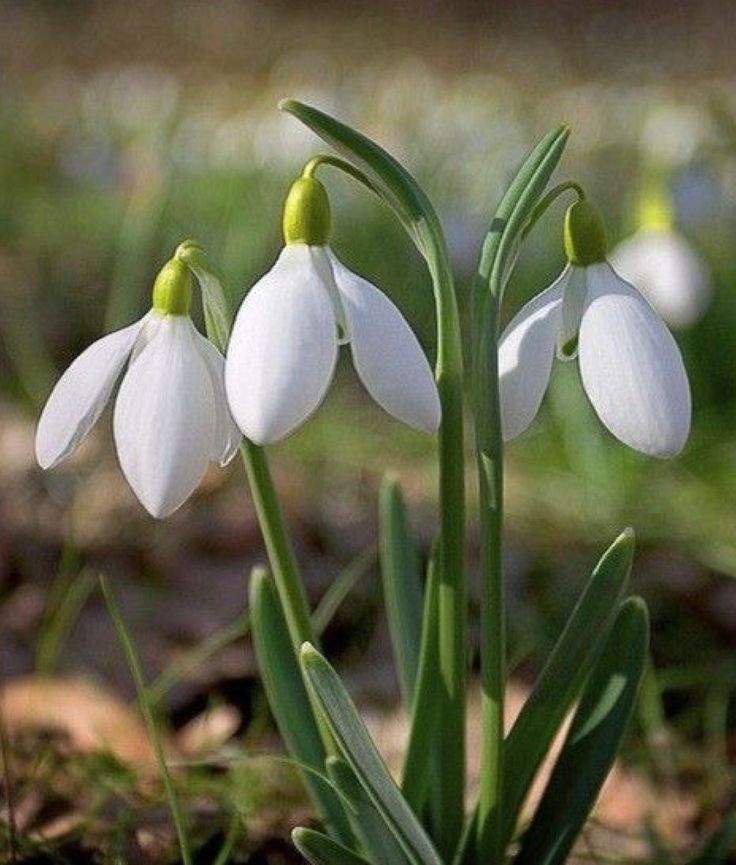 some white flowers are growing in the grass