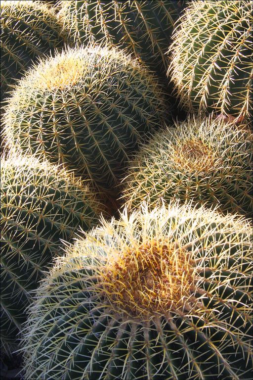 many green cactus plants with yellow tips and needles in the center, all facing different directions