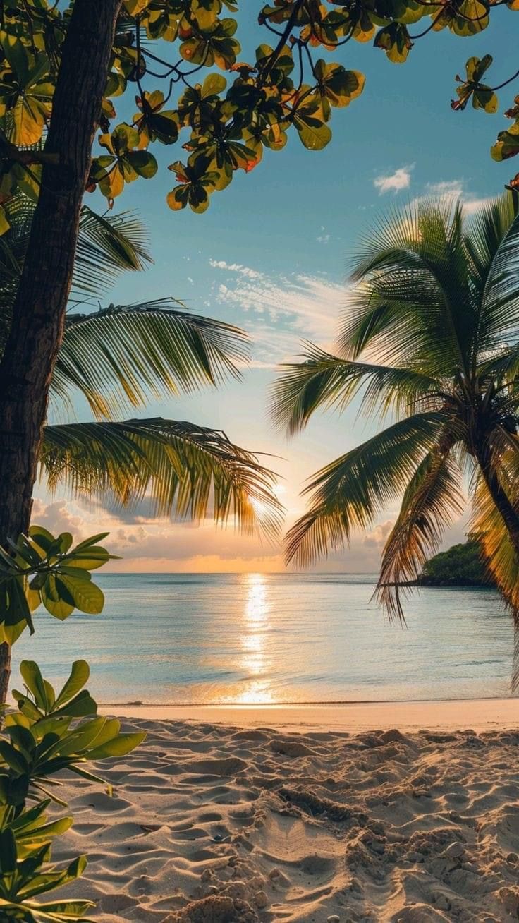 palm trees on the beach at sunset